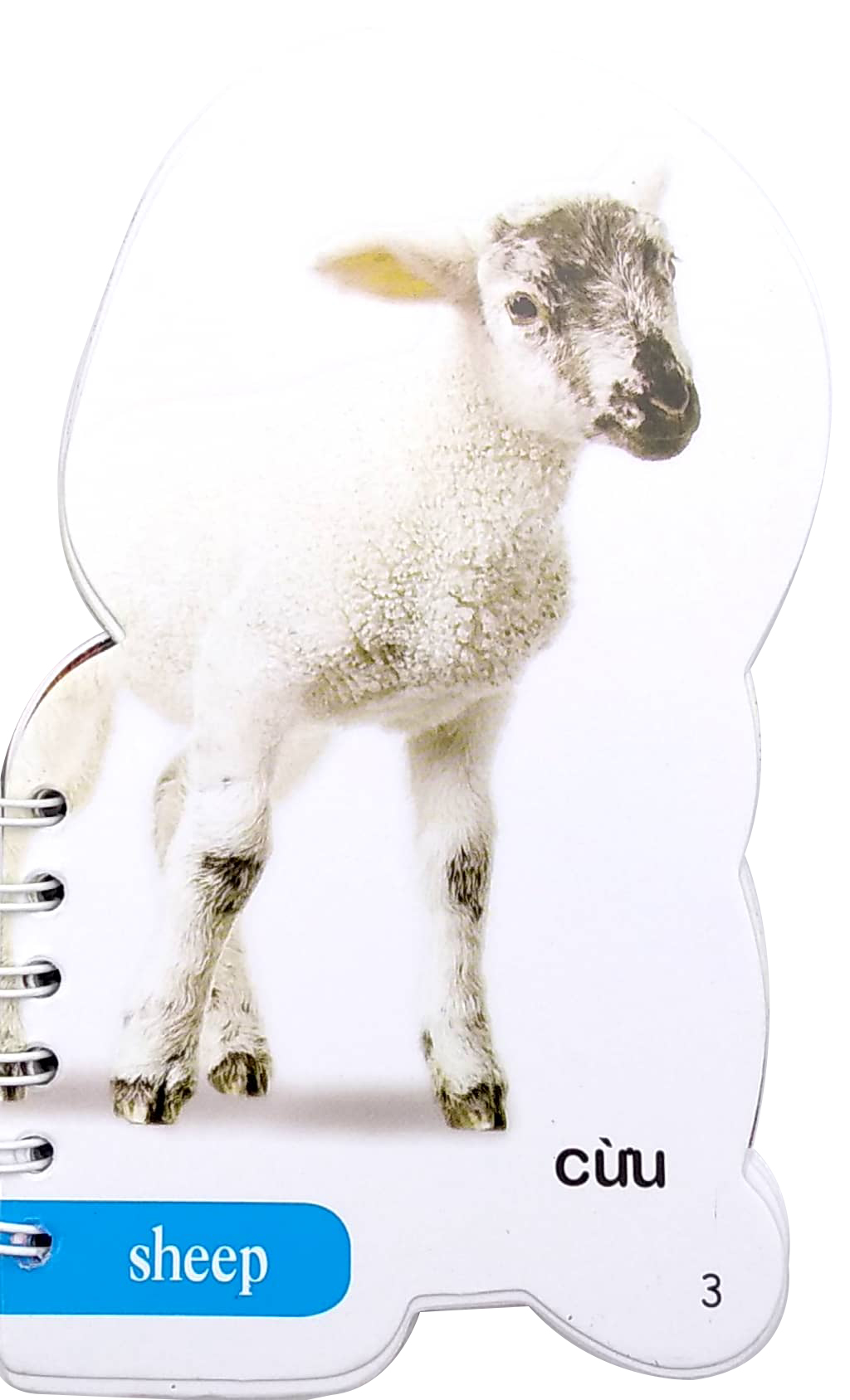 học từ theo chủ đề - động vật - Ảnh 4