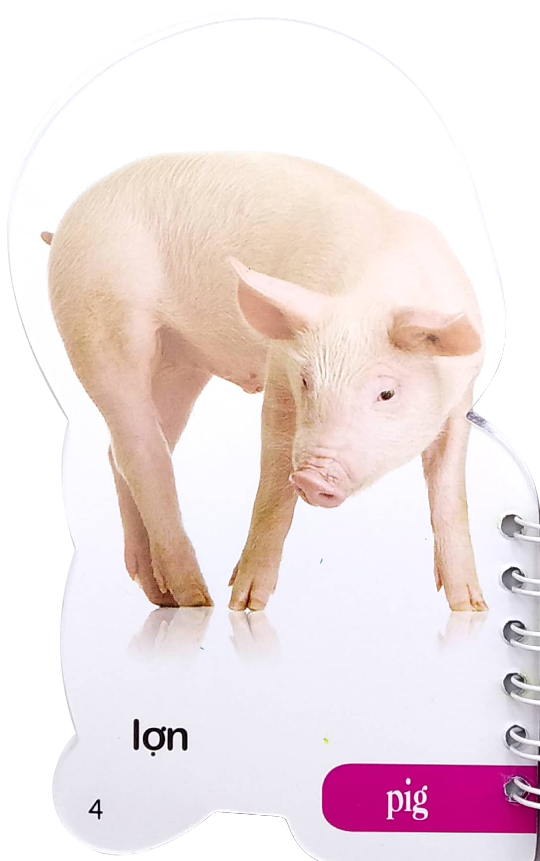 học từ theo chủ đề - động vật - Ảnh 5