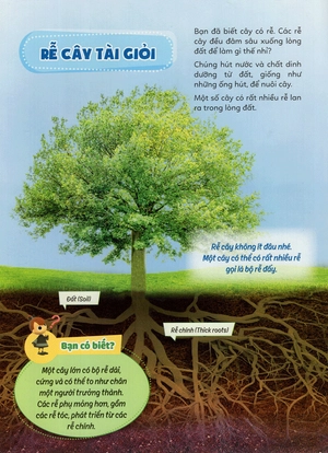 học vui hiểu rộng biết nhiều - cây cối diệu kì - Ảnh 14