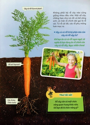 học vui hiểu rộng biết nhiều - cây cối diệu kì - Ảnh 16