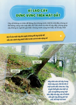 học vui hiểu rộng biết nhiều - cây cối diệu kì - Ảnh 18