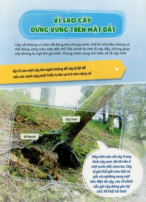 học vui hiểu rộng biết nhiều - cây cối diệu kì - Ảnh 19