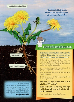 học vui hiểu rộng biết nhiều - cây cối diệu kì - Ảnh 20