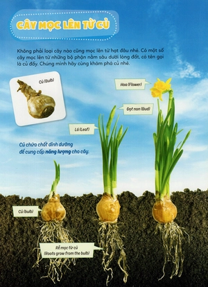 học vui hiểu rộng biết nhiều - cây cối diệu kì - Ảnh 22