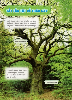 học vui hiểu rộng biết nhiều - cây cối diệu kì - Ảnh 26