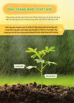học vui hiểu rộng biết nhiều - cây cối diệu kì - Ảnh 31