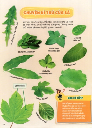 học vui hiểu rộng biết nhiều - cây cối diệu kì - Ảnh 35