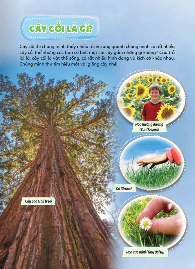 học vui hiểu rộng biết nhiều - cây cối diệu kì - Ảnh 4