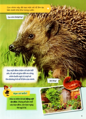 học vui hiểu rộng biết nhiều - sinh vật trú ẩn & săn mồi - Ảnh 17