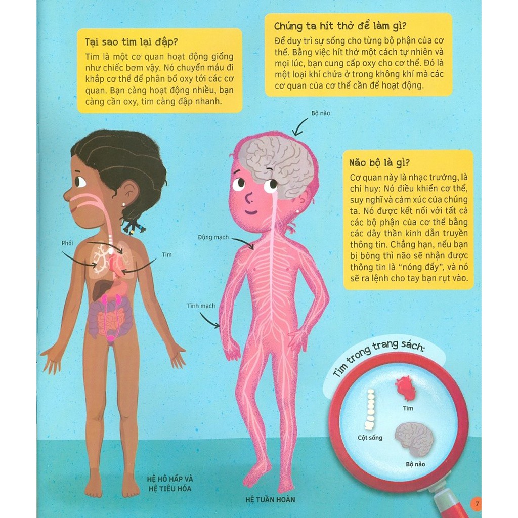 hỏi - đáp về cơ thể người - Ảnh 6