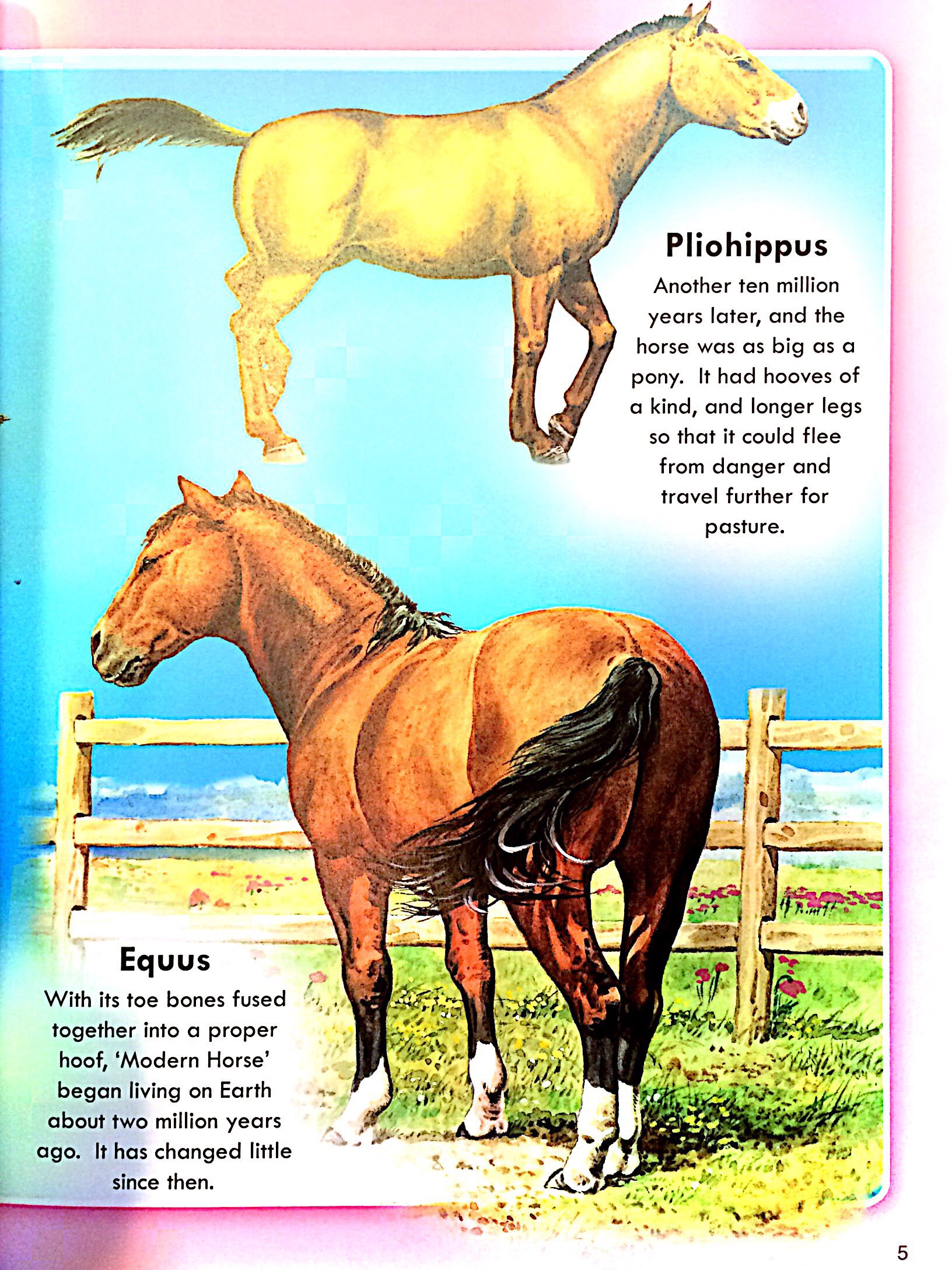 horses & ponies - Ảnh 3