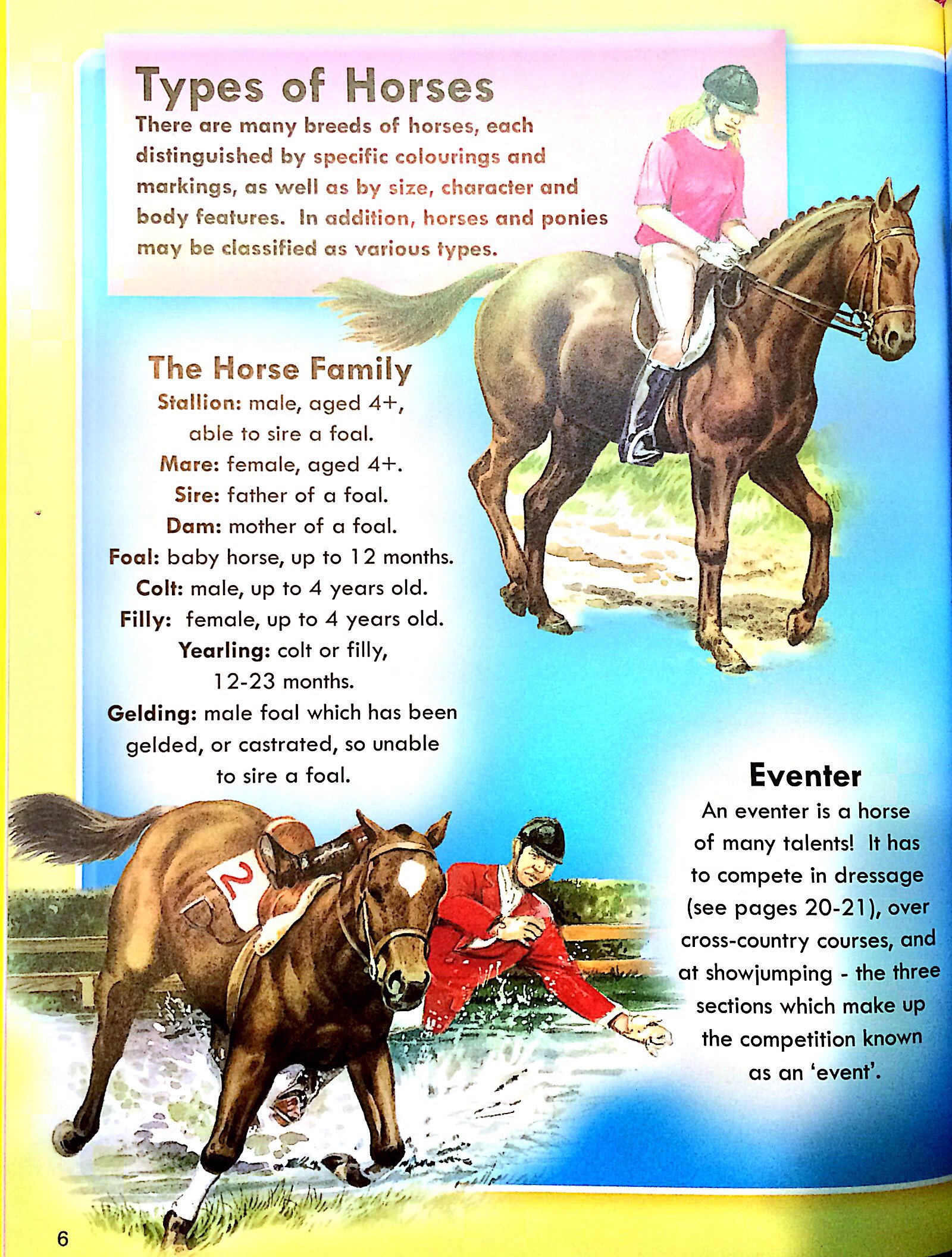 horses & ponies - Ảnh 4