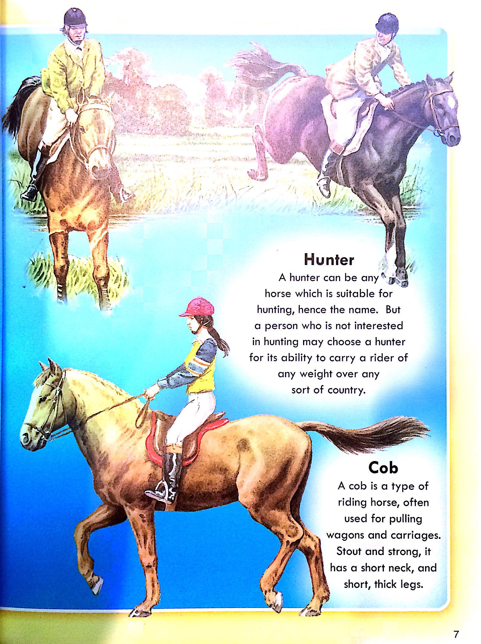 horses & ponies - Ảnh 5