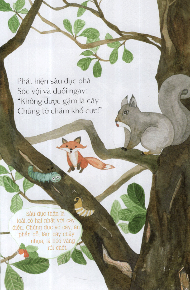 hột điều của sóc - từ những hạt mầm - Ảnh 11