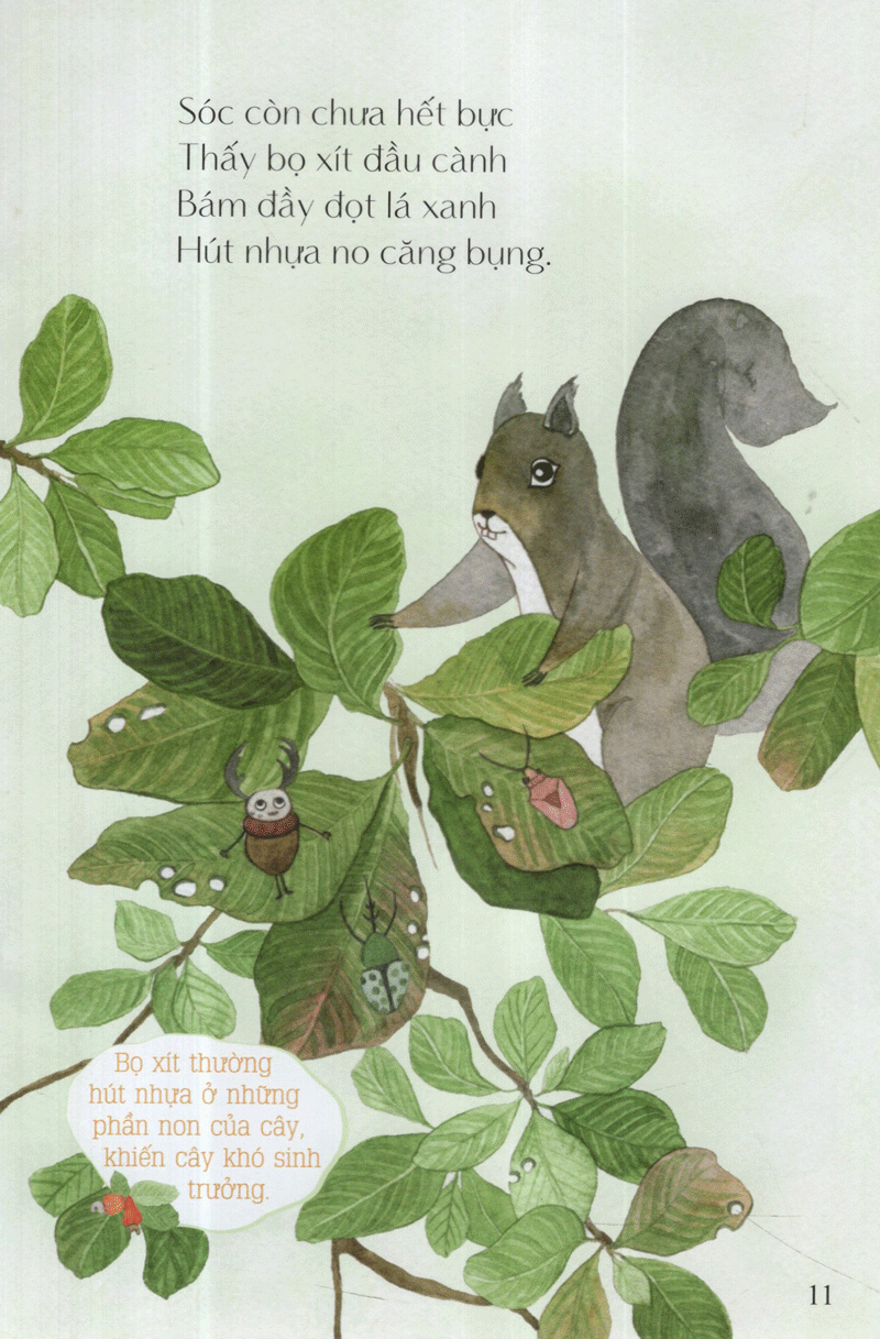 hột điều của sóc - từ những hạt mầm - Ảnh 12