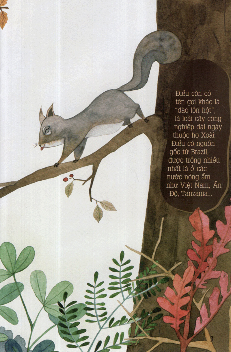 hột điều của sóc - từ những hạt mầm - Ảnh 4