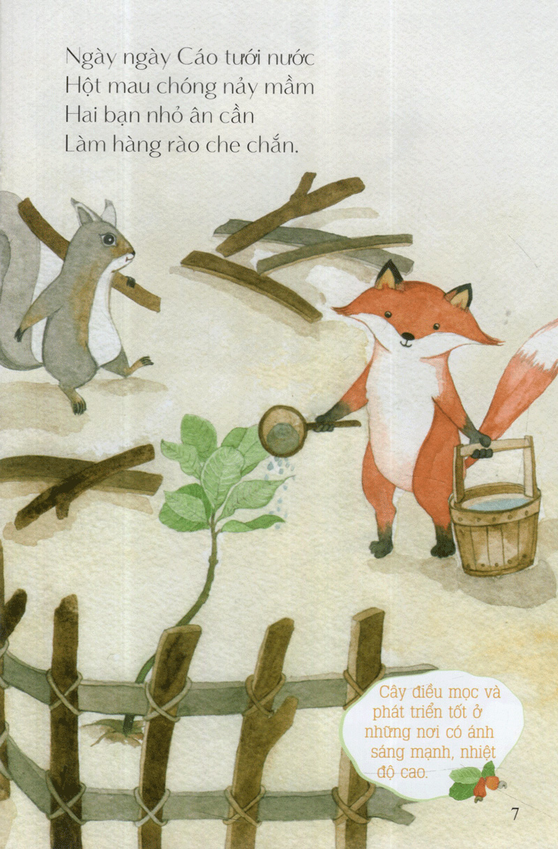 hột điều của sóc - từ những hạt mầm - Ảnh 8