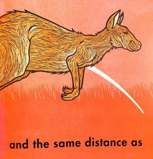 how far can a kangaroo jump? - Ảnh 4