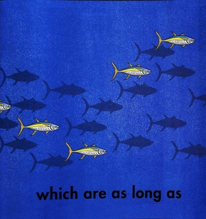 how long is a whale? - Ảnh 5