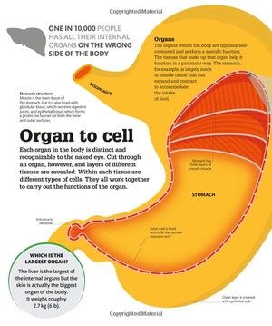 how the body works: big stuff simply explained - Ảnh 10