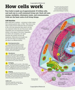 how the body works: big stuff simply explained - Ảnh 12