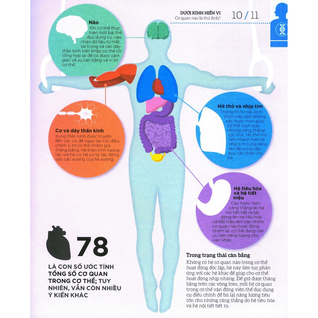 how the body works - hiểu hết về cơ thể - Ảnh 11