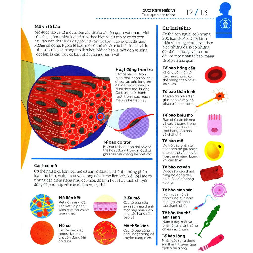how the body works - hiểu hết về cơ thể - Ảnh 15