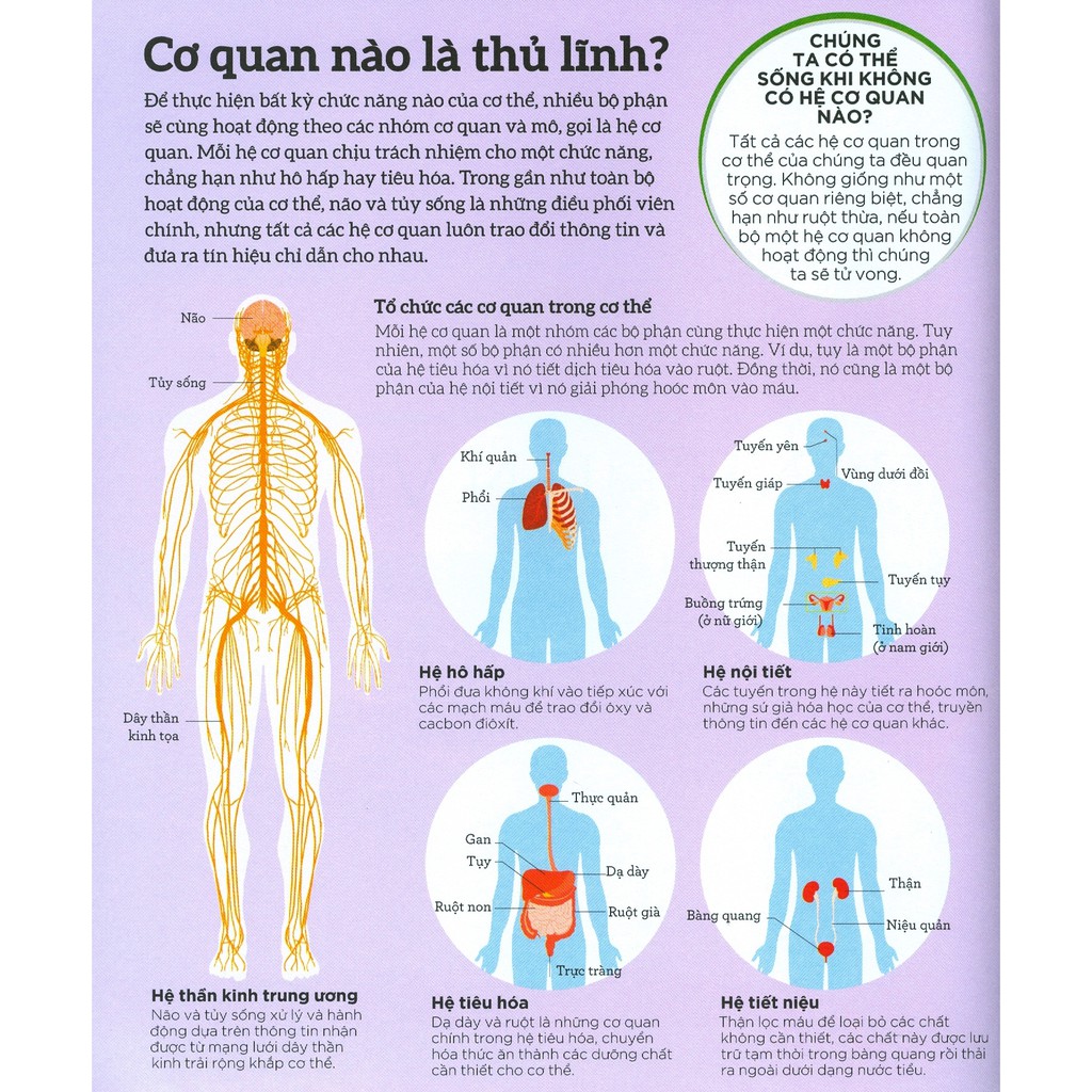how the body works - hiểu hết về cơ thể - Ảnh 9