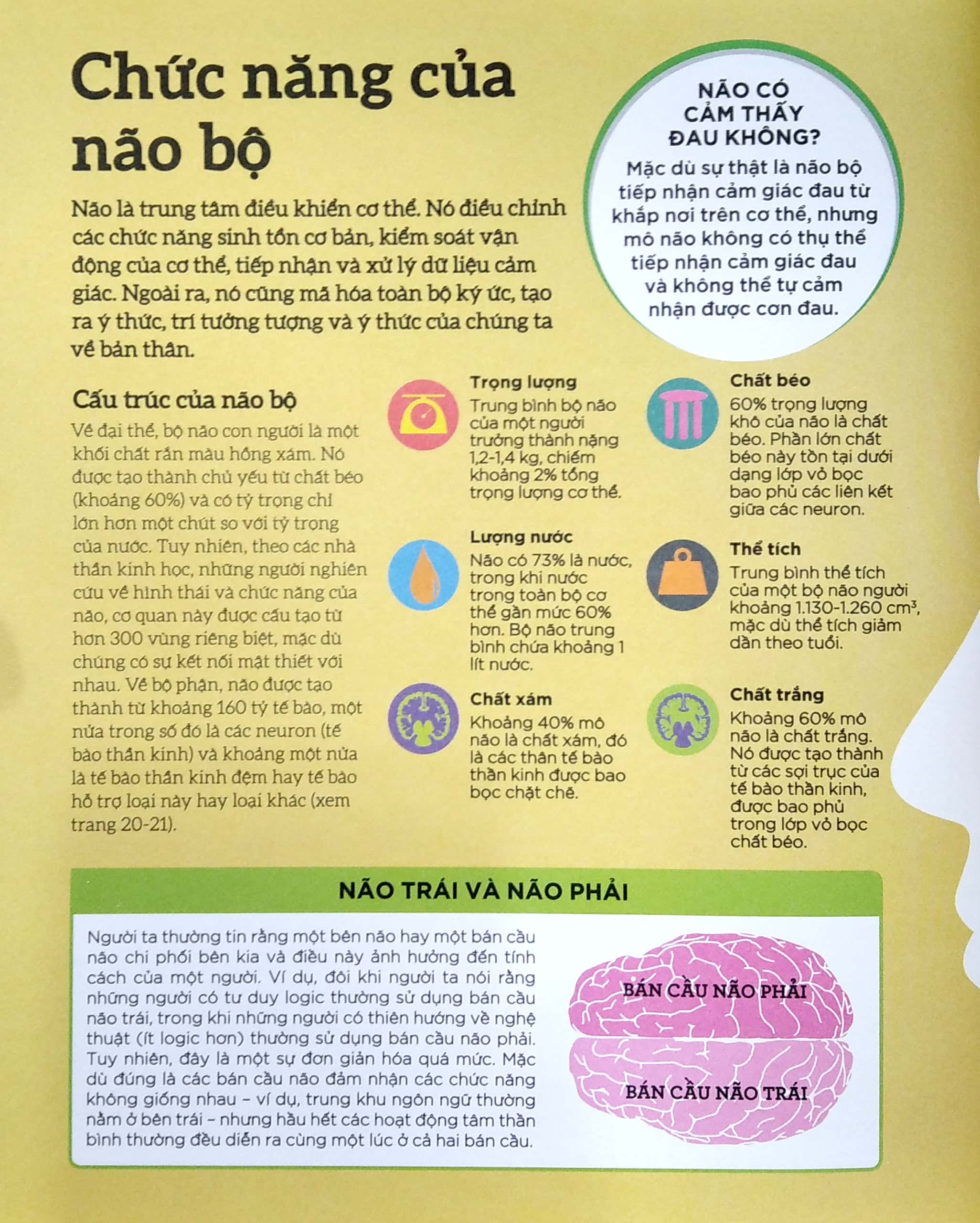 how the brain works - hiểu hết về bộ não - Ảnh 4