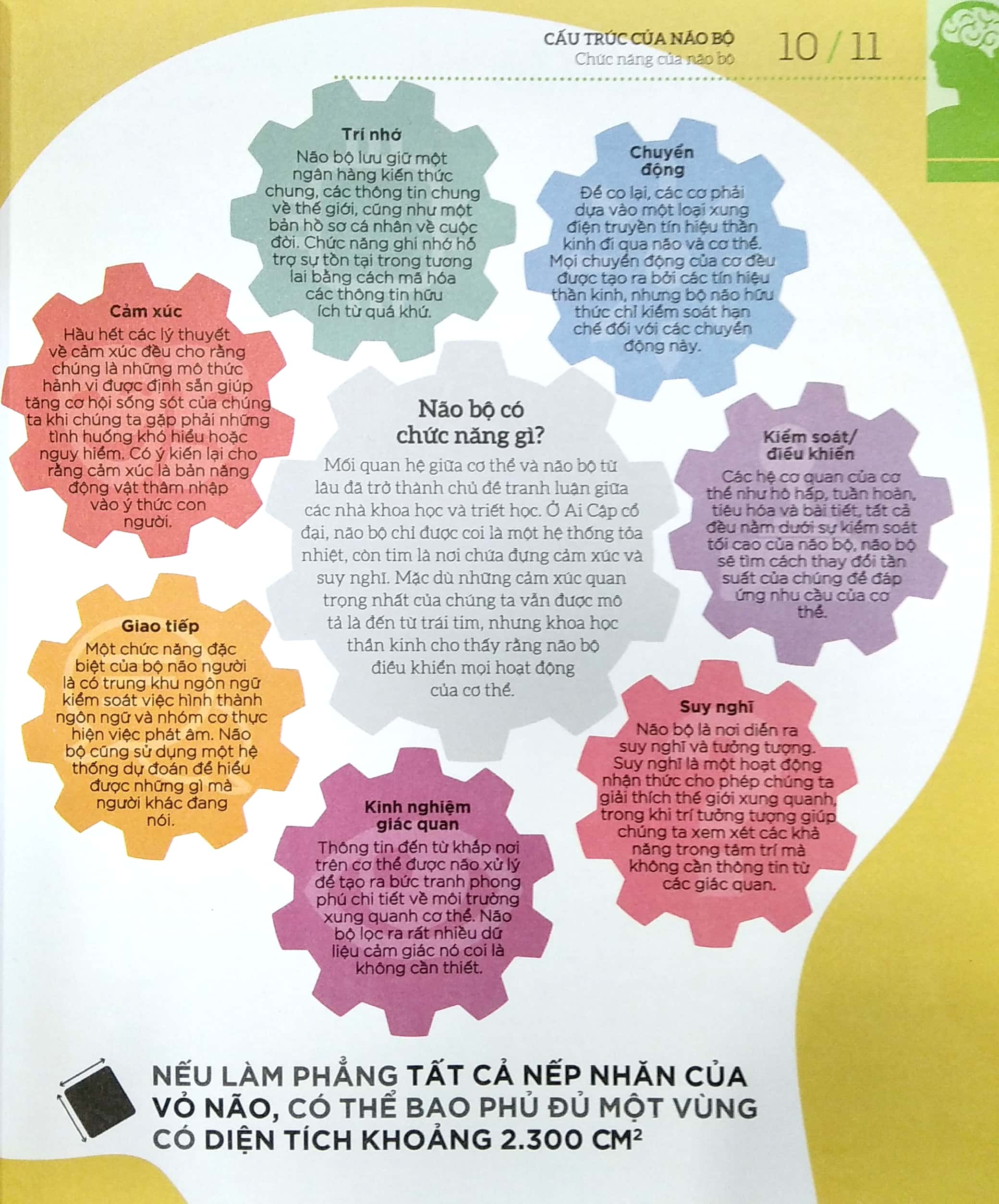 how the brain works - hiểu hết về bộ não - Ảnh 5