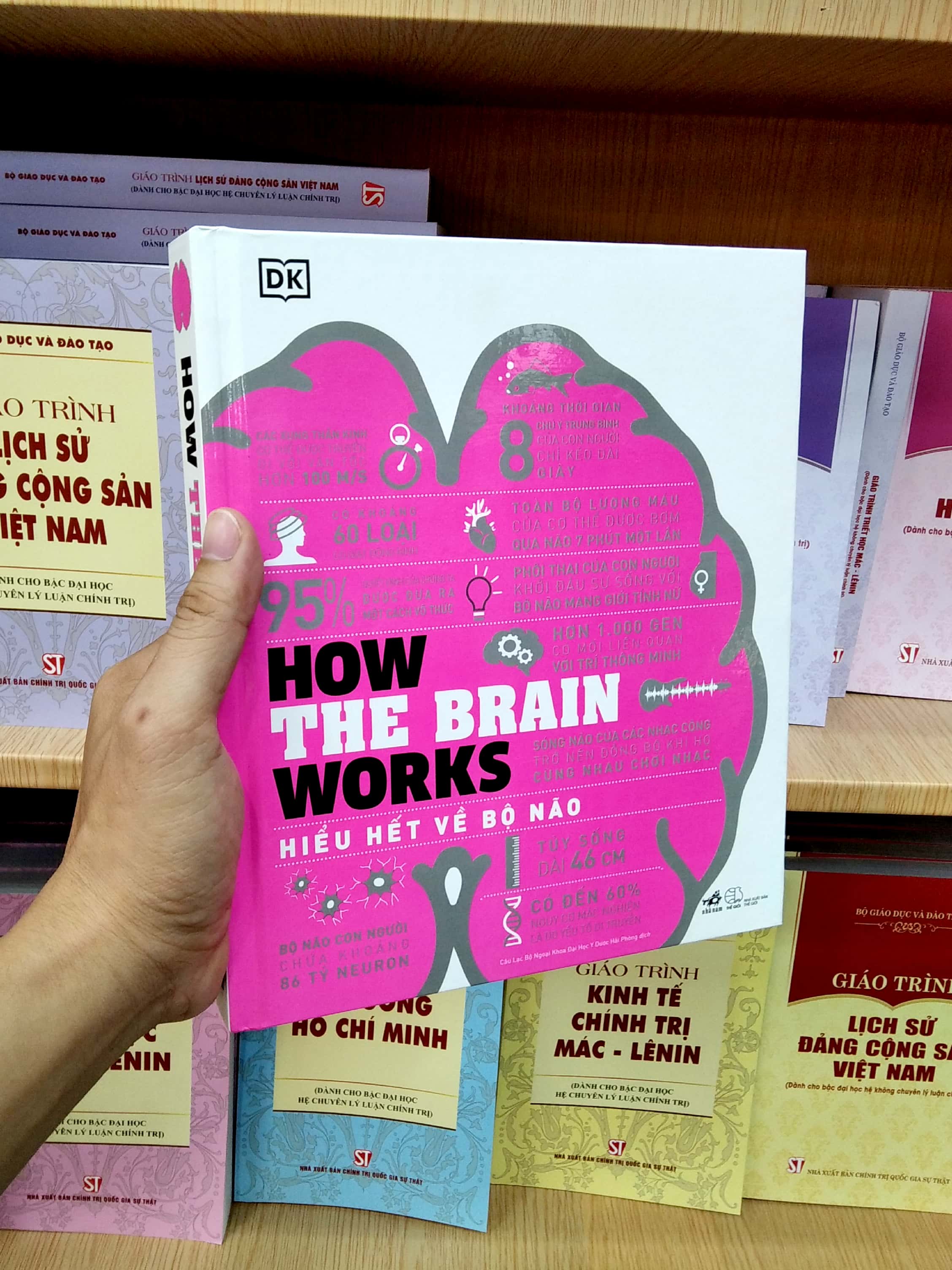 how the brain works - hiểu hết về bộ não - Ảnh 7