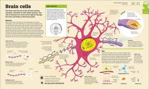 how the brain works: the facts visually explained (how it works) - Ảnh 2