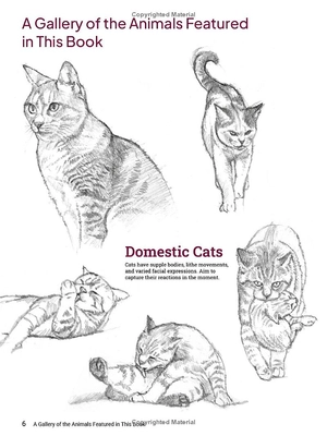 how to draw animals - a visual reference guide to sketching 100 animals including popular dog and cat breeds! - Ảnh 8
