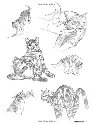 how to draw animals - a visual reference guide to sketching 100 animals including popular dog and cat breeds! - Ảnh 9