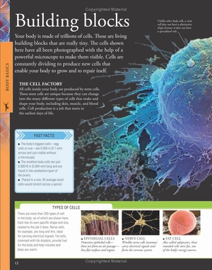 human body a children's encyclopedia - Ảnh 12