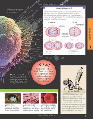 human body a children's encyclopedia - Ảnh 13