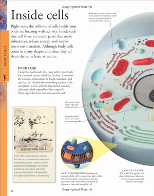 human body a children's encyclopedia - Ảnh 14