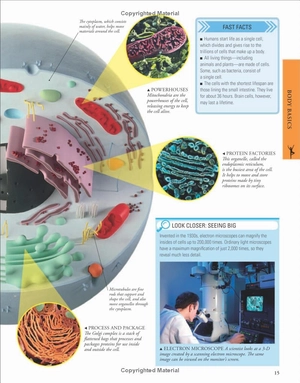 human body a children's encyclopedia - Ảnh 15