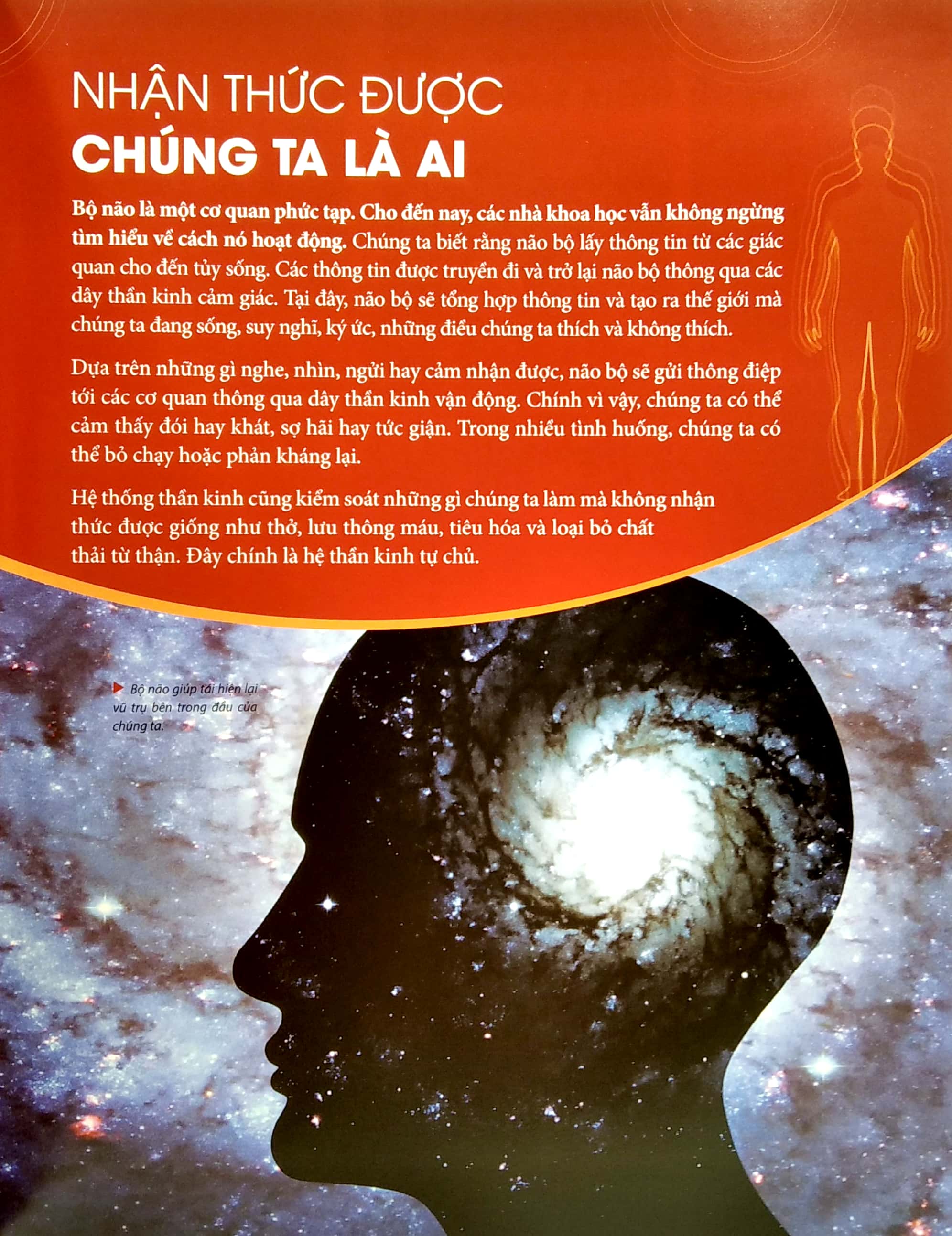 human body - bách khoa toàn thư về cơ thể chúng ta - Ảnh 4