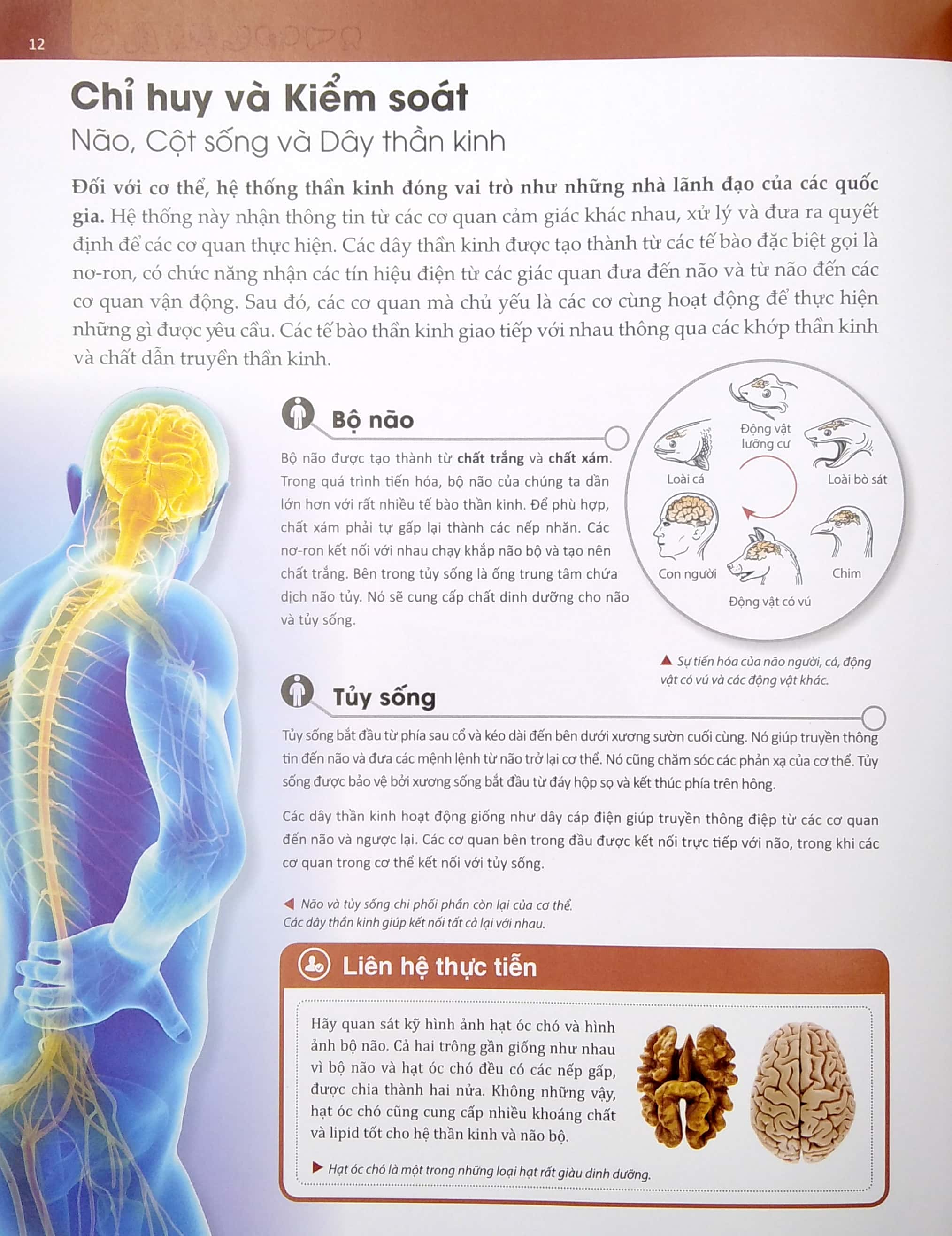 human body - bách khoa toàn thư về cơ thể chúng ta - Ảnh 5