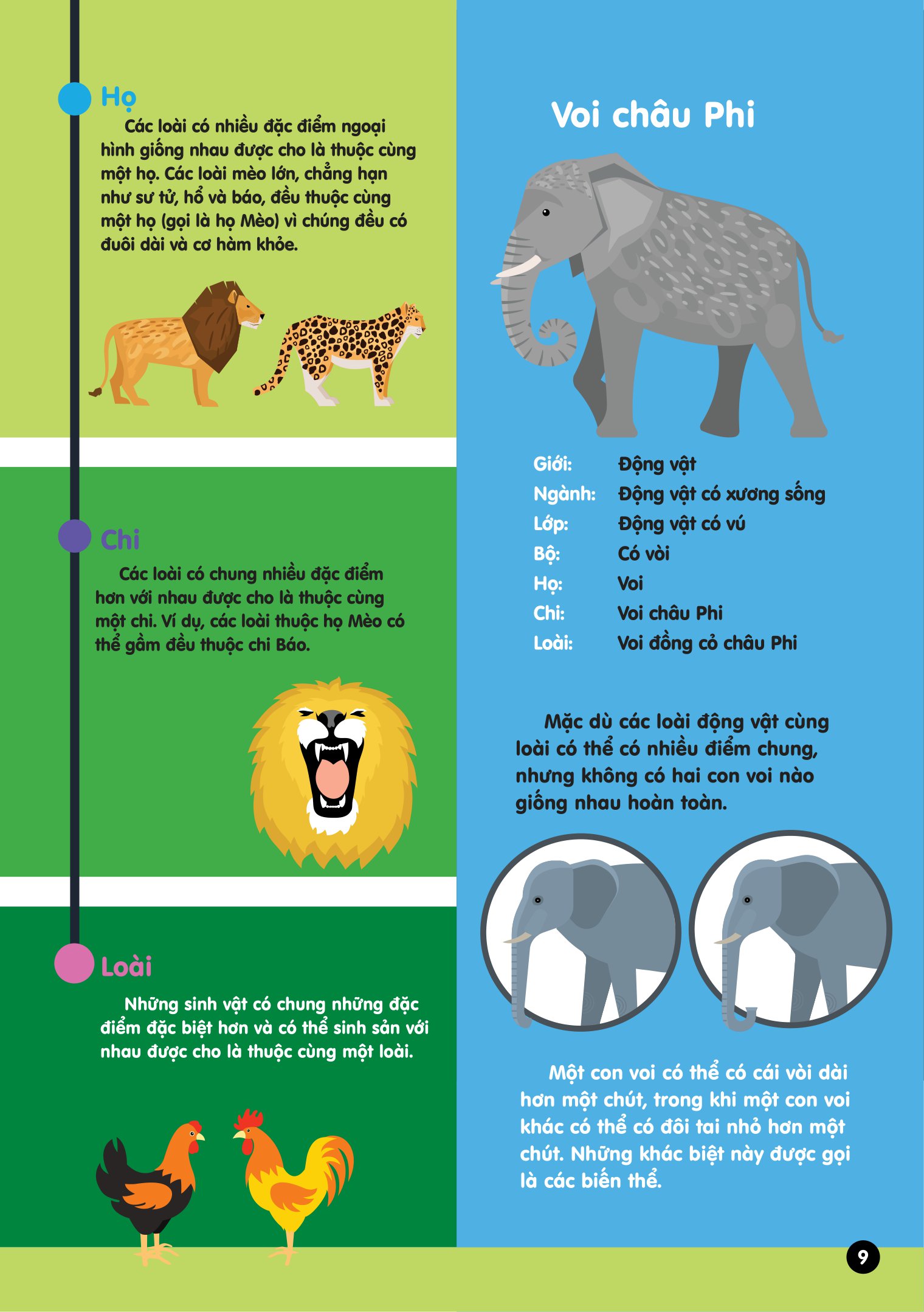 infographics - bách khoa tri thức bằng đồ họa cho trẻ em - tiến hóa - Ảnh 10