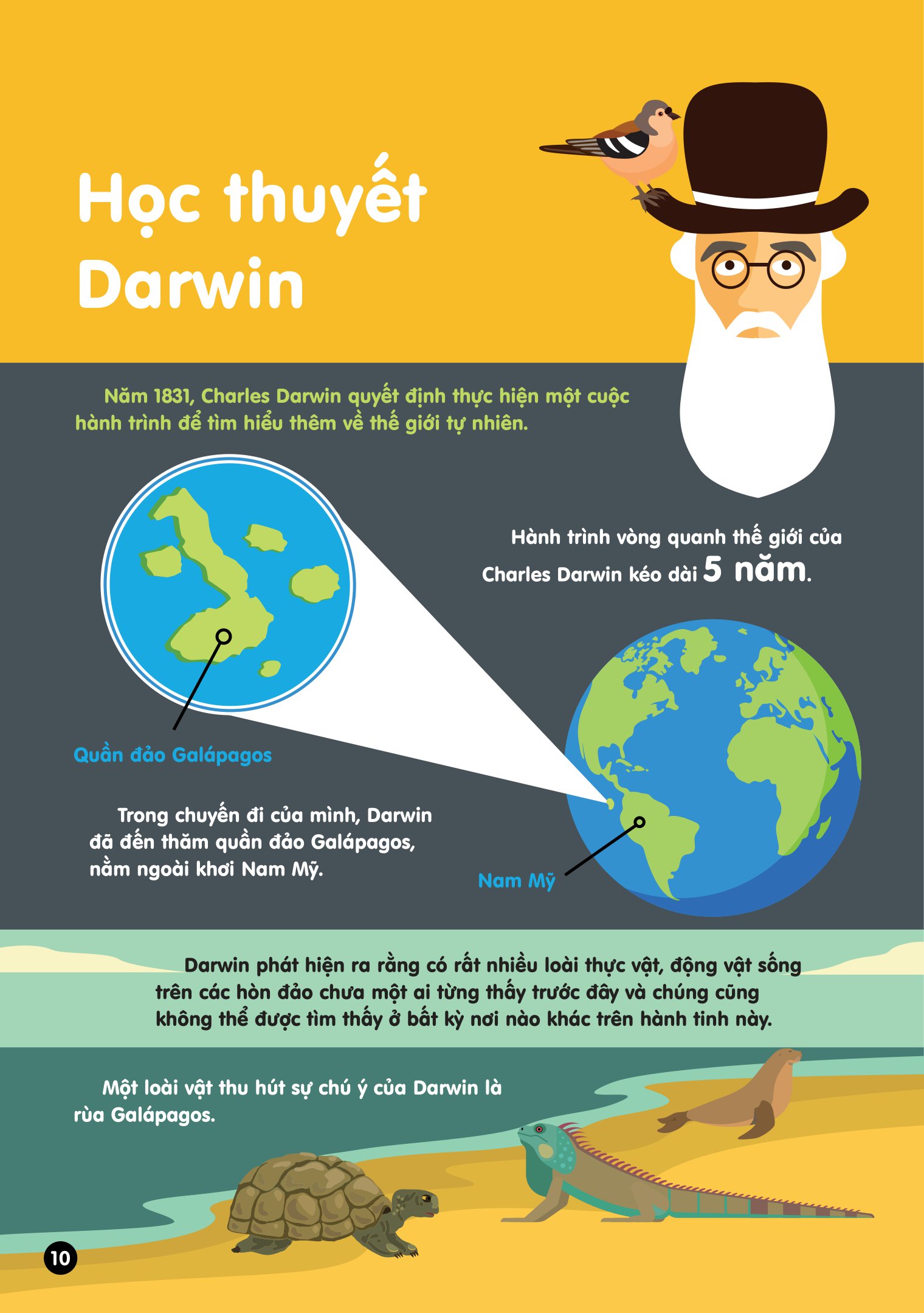 infographics - bách khoa tri thức bằng đồ họa cho trẻ em - tiến hóa - Ảnh 11