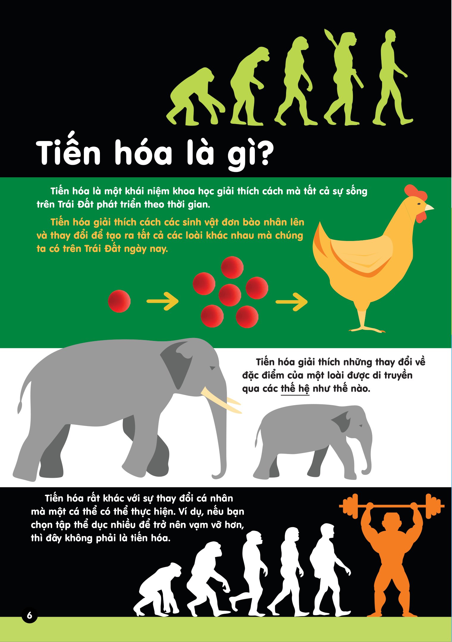 infographics - bách khoa tri thức bằng đồ họa cho trẻ em - tiến hóa - Ảnh 7