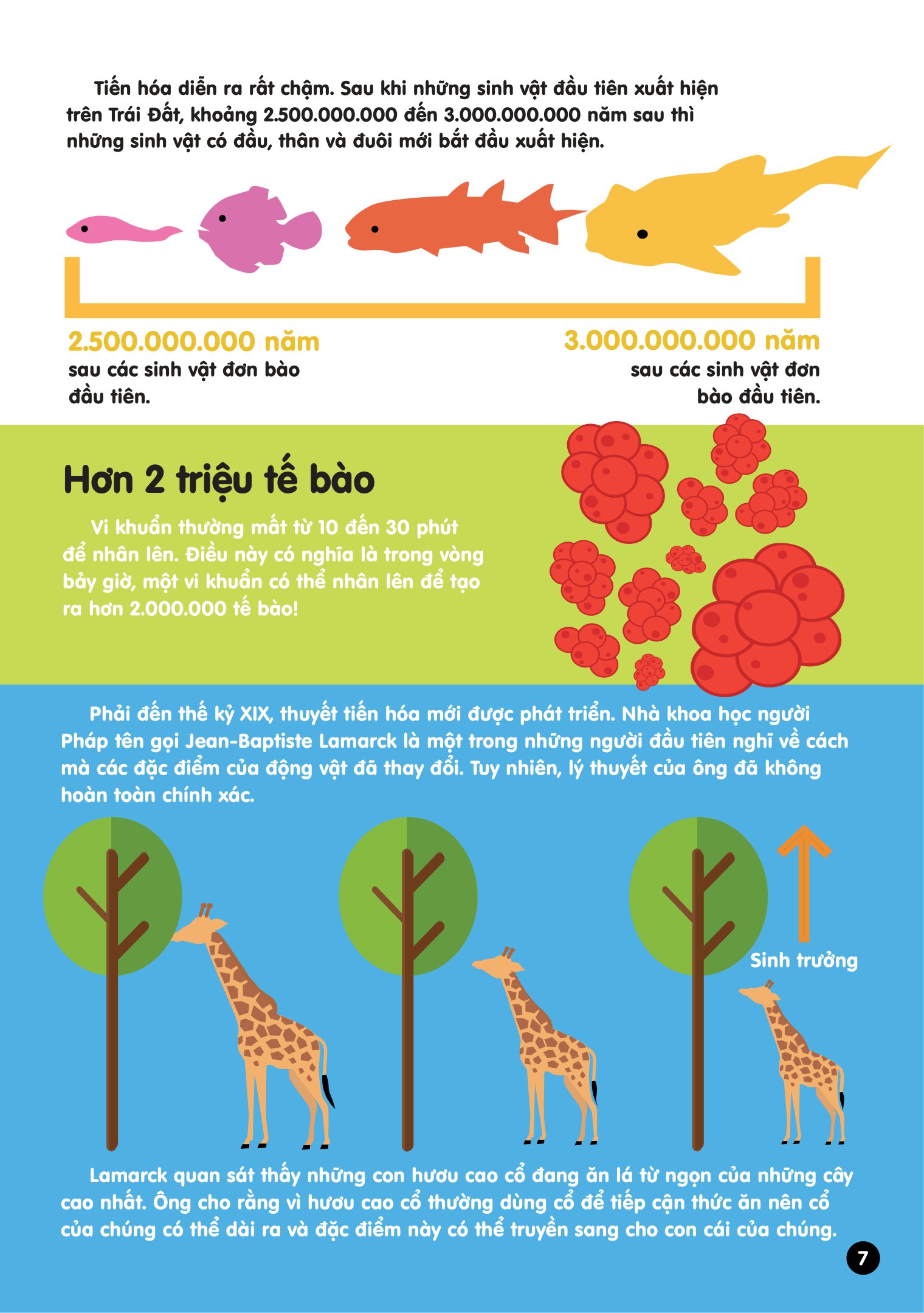infographics - bách khoa tri thức bằng đồ họa cho trẻ em - tiến hóa - Ảnh 8