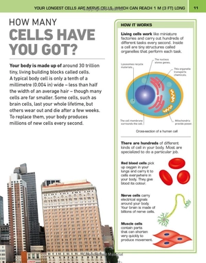 it can't be true! human body! : 1,000 amazing facts about you - Ảnh 10