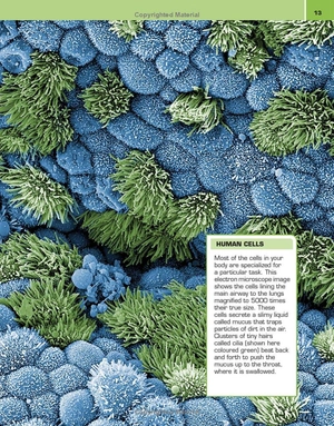 it can't be true! human body! : 1,000 amazing facts about you - Ảnh 12