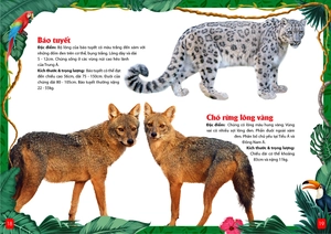 khám phá động vật 5 châu - châu á - Ảnh 6