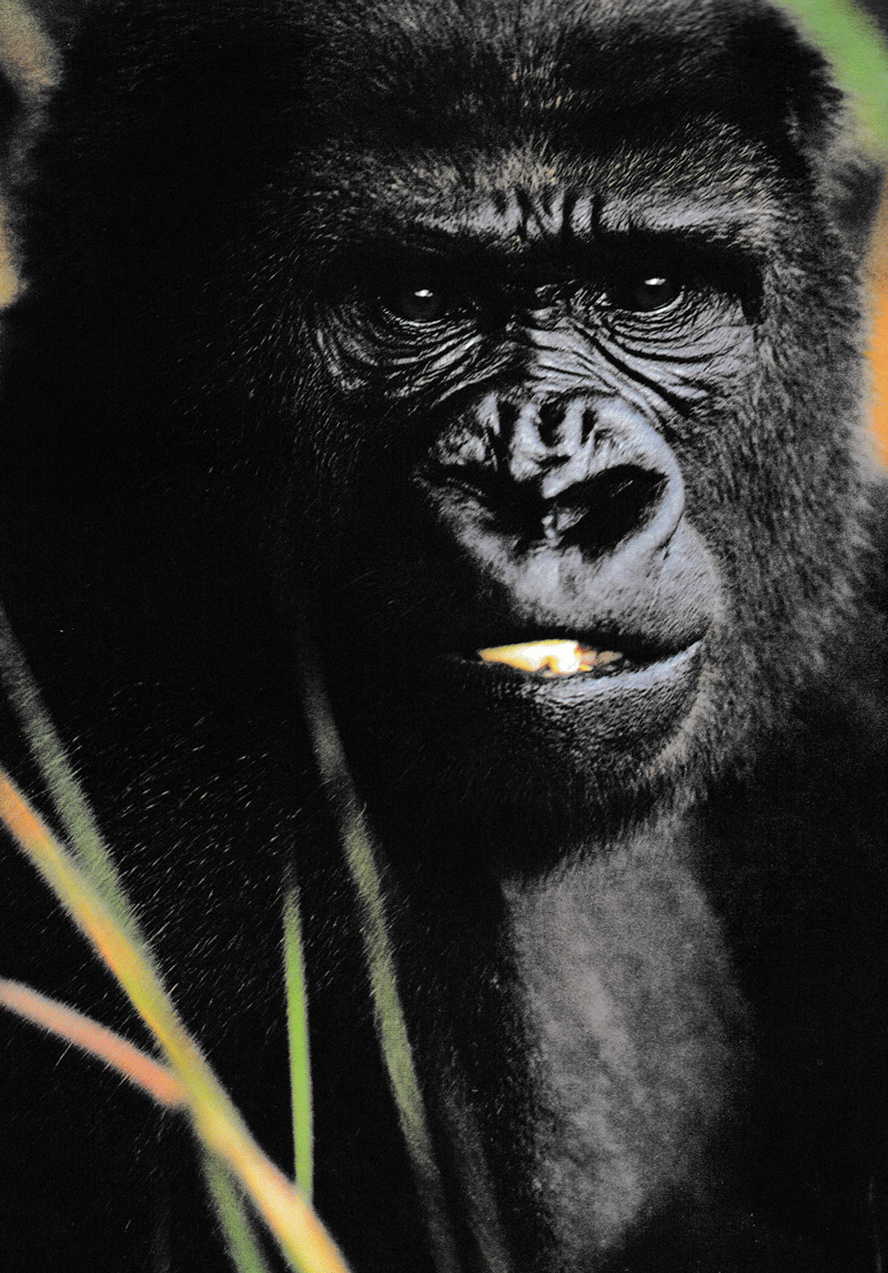 khám phá những bí ẩn về động vật (tái bản) - Ảnh 5