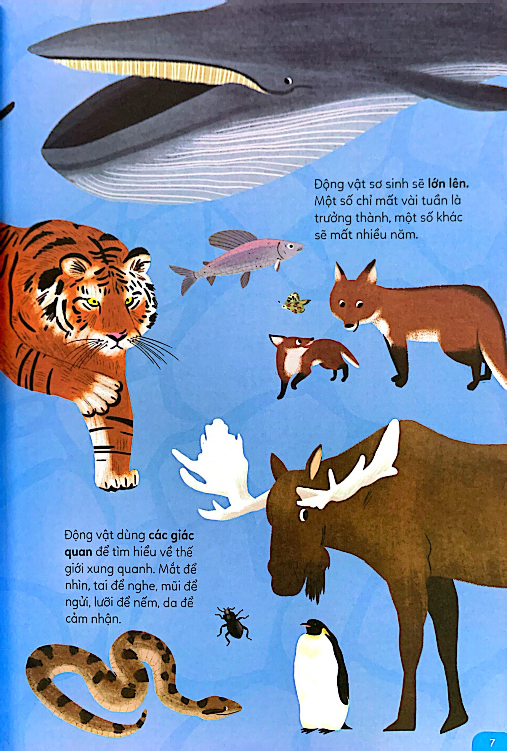 khám phá rừng già - động vật hoang dã (tái bản 2022) - Ảnh 6