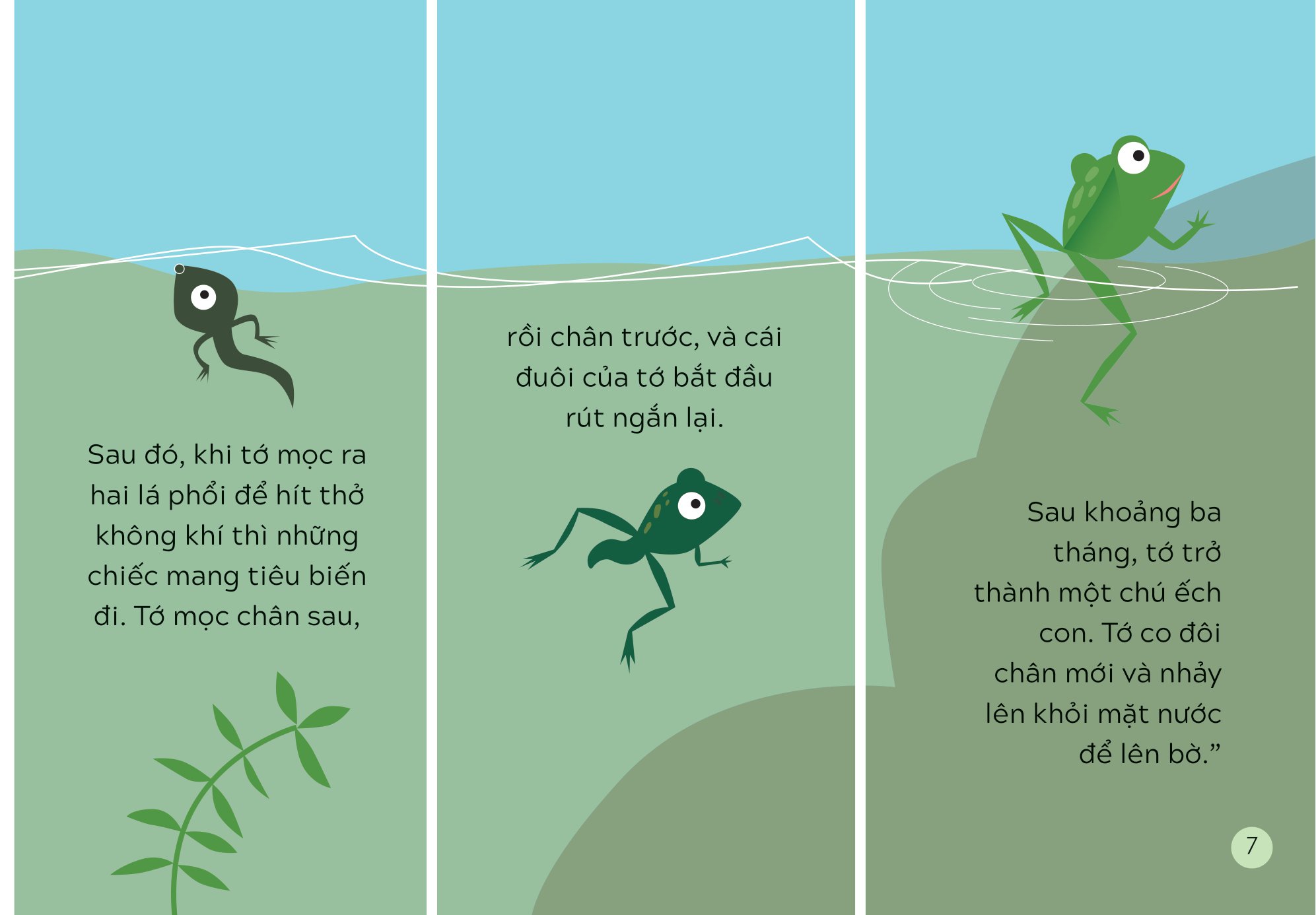 khám phá thế giới cùng mèo oscar - sự sinh trưởng - Ảnh 6